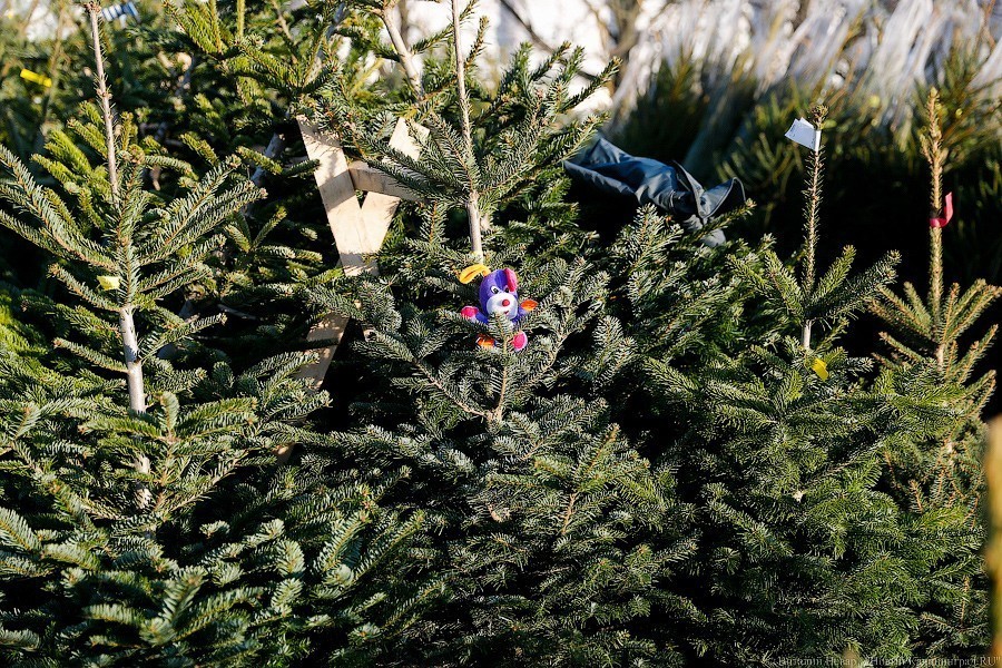 В Гвардейске полиция нашла человека, срубившего елку в чужом дворе перед Новым годом