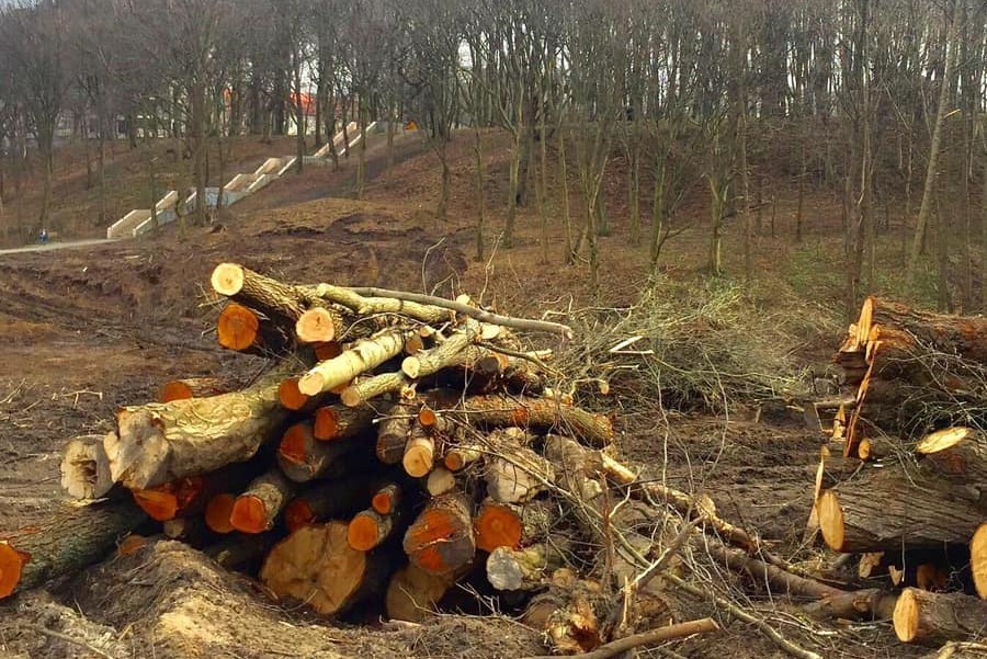 Удручающий пейзаж: в Пионерском вырубили часть парка ради дороги к порту (фото)