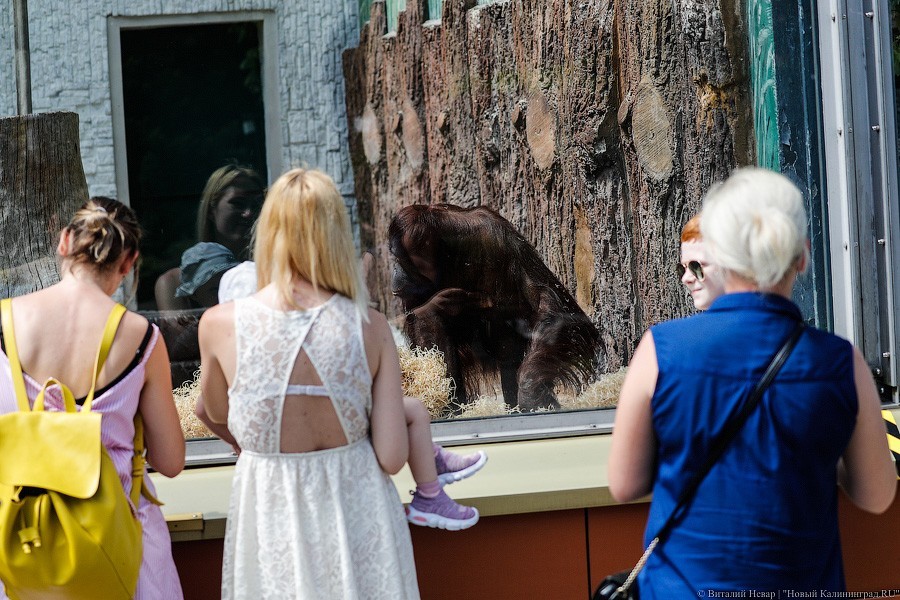 Дистанция в одного кенгуру: первый день работы Калининградского зоопарка (фото)