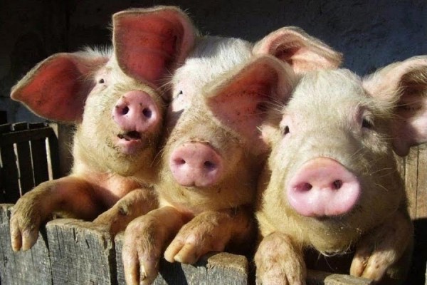 Что подарить любимой семье?