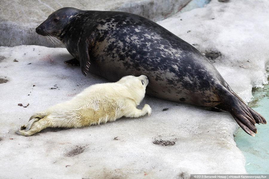 «Белый и пушистый»: портрет белька в интерьере зоопарка