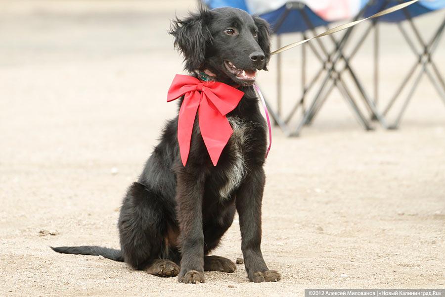 «Чистокровные двортерьеры»: фоторепортаж с выставки собак «Дворянское собрание»