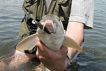 В Балтийске двое мужчин осуждены за незаконную рыбалку