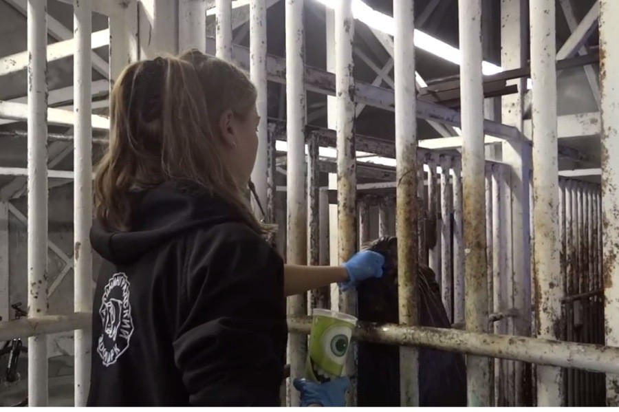 Калининградские зоологи научили сивуча полоскать горло (видео)