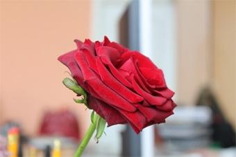 В Калининграде мужчина украл цветов на 5 тысяч рублей для подарка девушке