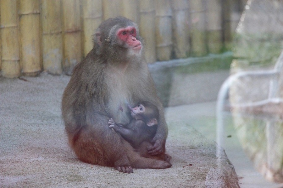 В Калининградском зоопарке у четы японских макак родился малыш (фото)