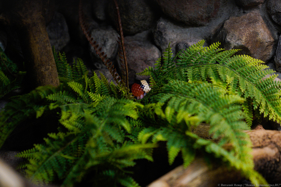 Жаба, гадюка и другие: в зоопарке открылся террариум после ремонта (фото)