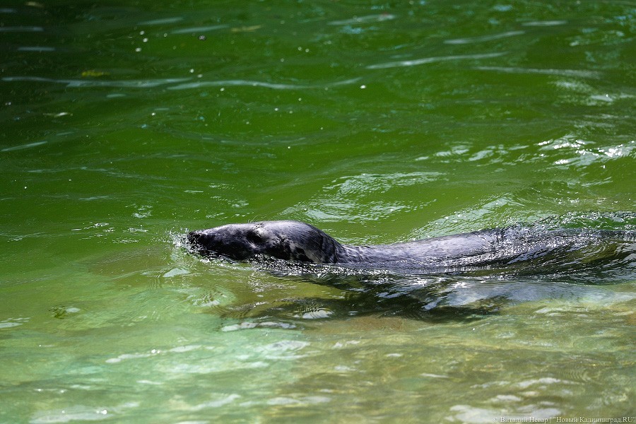 Дистанция в одного кенгуру: первый день работы Калининградского зоопарка (фото)