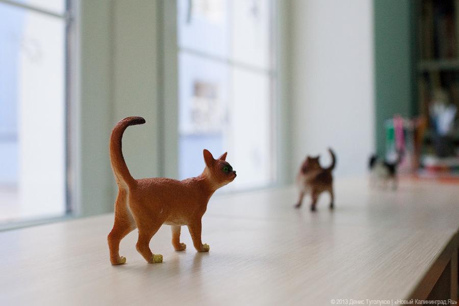 «Книги с картинками»: фоторепортаж из библиотеки им. А. П. Гайдара