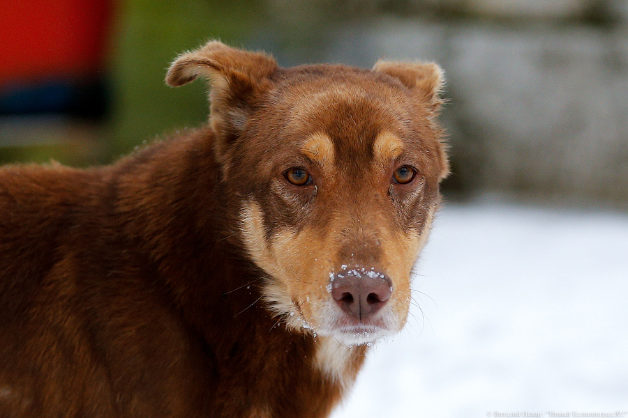В Балтийске собака попыталась дотянуться до кастрюли на плите и устроила утечку газа
