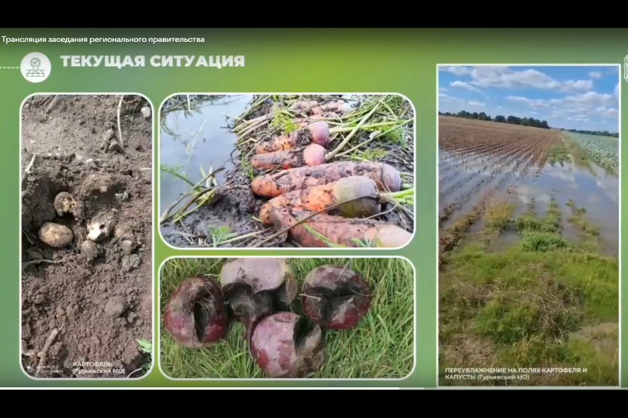 Ситуация сложная: областной минсельхоз заявил о проблемах с урожаем овощей