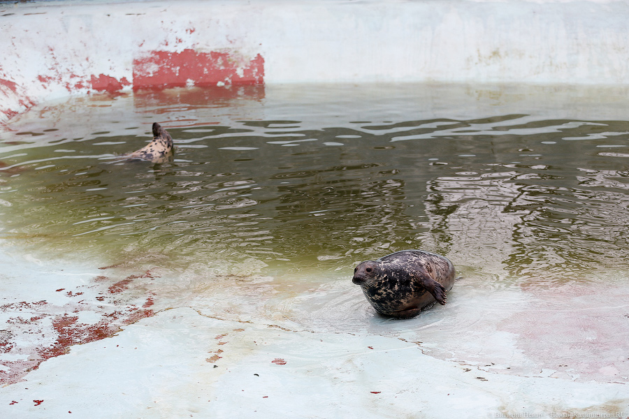 Мама, это я: в Калининградском зоопарке родились три тюлененка