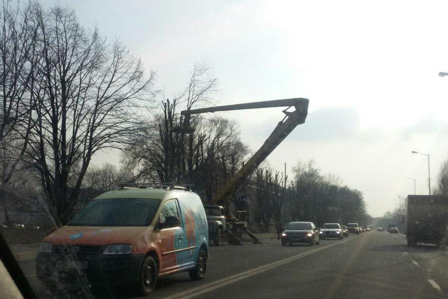На ул. Невского обрезают деревья, движение транспорта затруднено (фото)