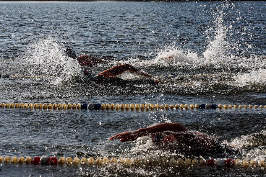 Время моржей: в  Калининграде прошли соревнования по зимнему плаванию (фото)