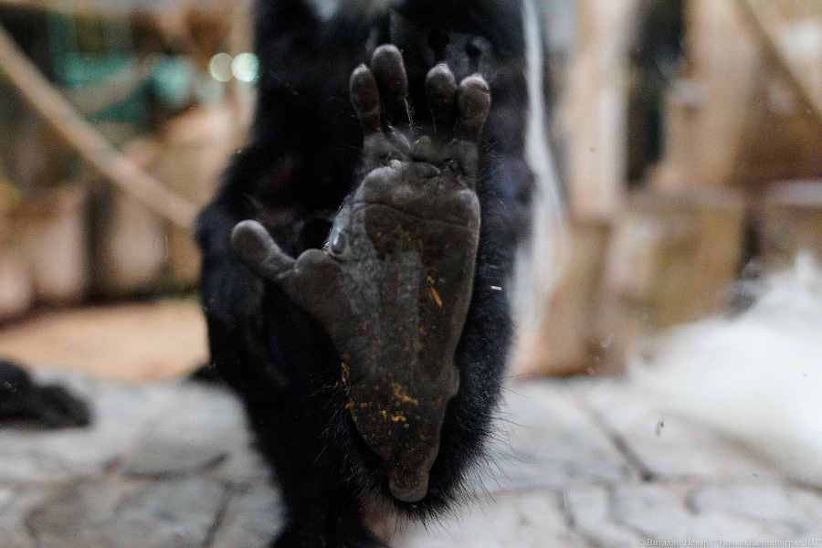 Жаба, гадюка и другие: в зоопарке открылся террариум после ремонта (фото)