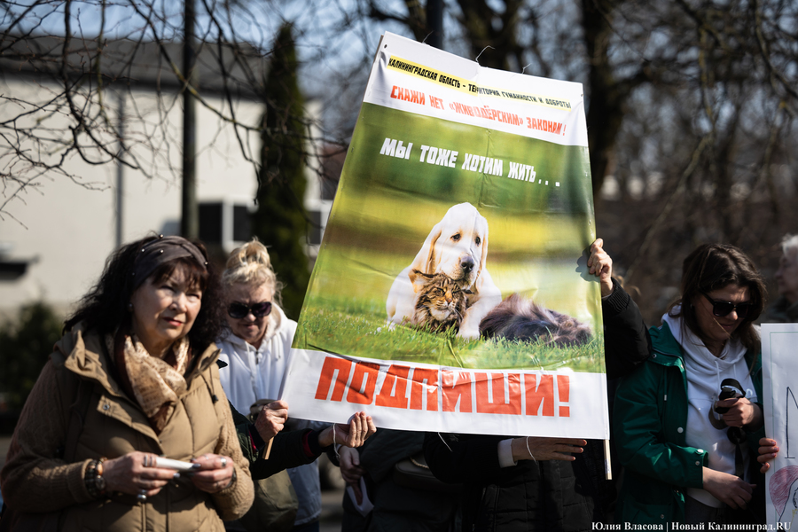 В защиту братьев меньших: в Калининграде прошёл митинг против убийства животных (фото)