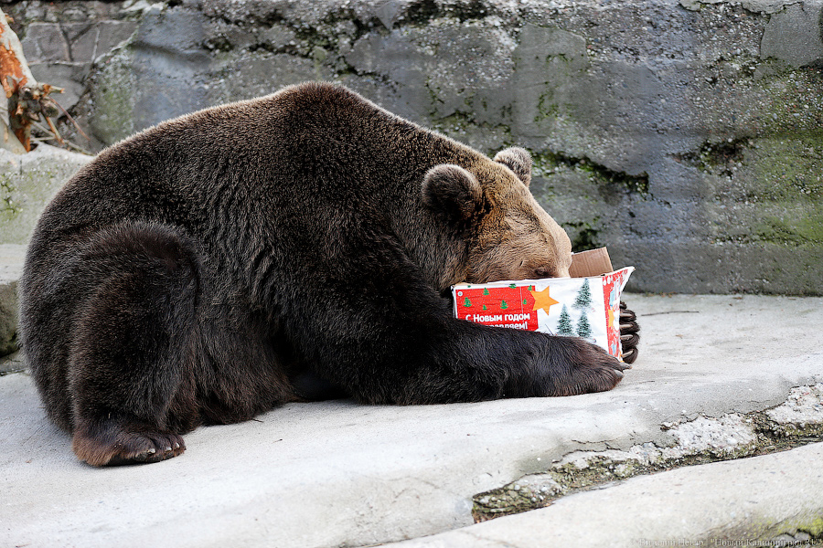 Подарки для зверей: как животных в зоопарке с Новым Годом поздравляли (фото)