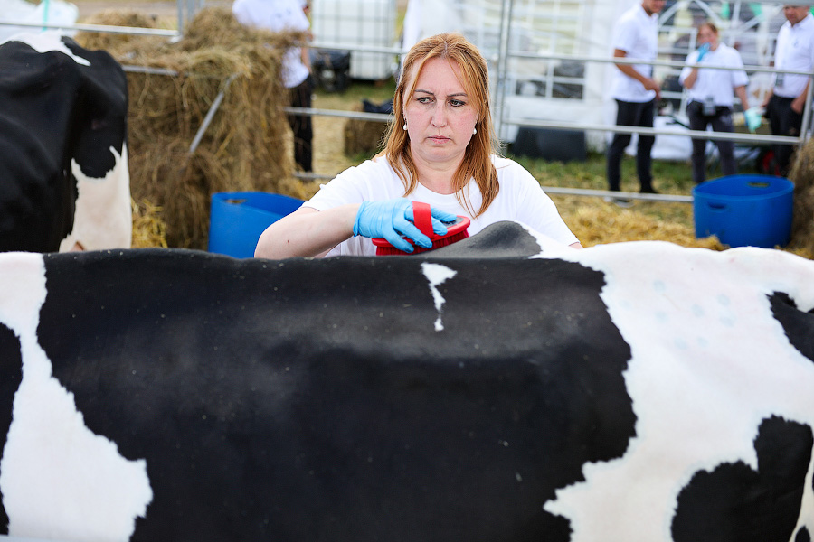 Ржится рожь, овёс овсится: в Калининградской области проходит Всероссийский день поля (фото)