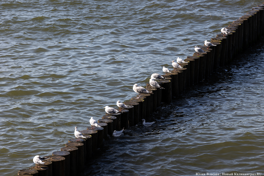 С видом на море и стройку: как выглядит пляж в Светлогорске этим летом