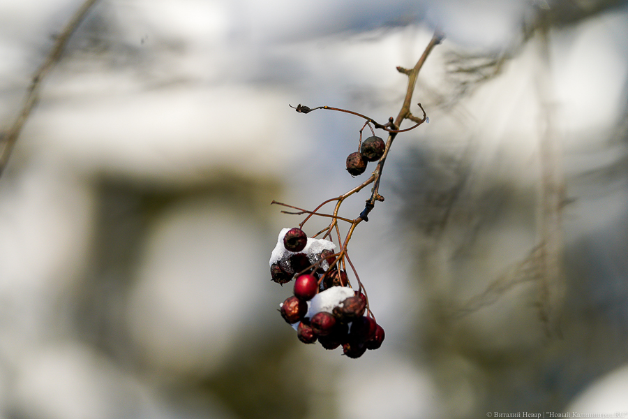 «Условно зимняя погода»: метеорологи подвели температурные итоги калининградского января