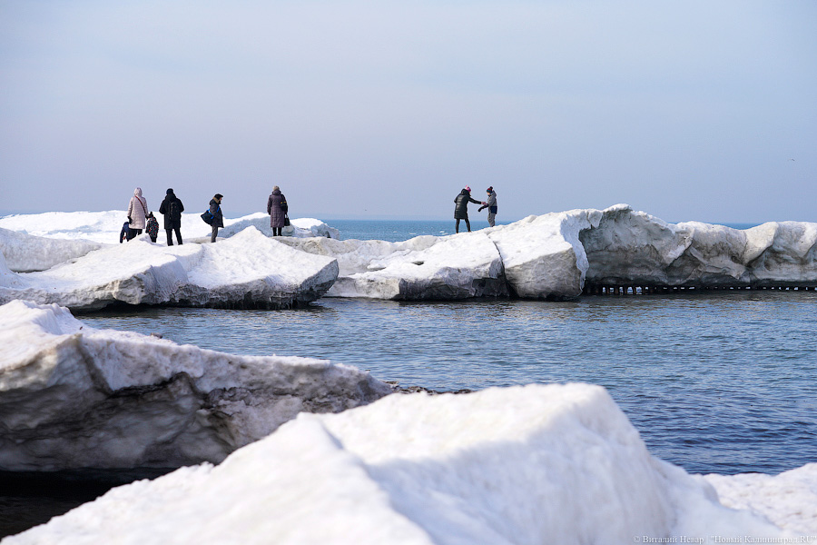 В Калининградской области массово гуляют по морскому льду, несмотря на запрет МЧС (фото)