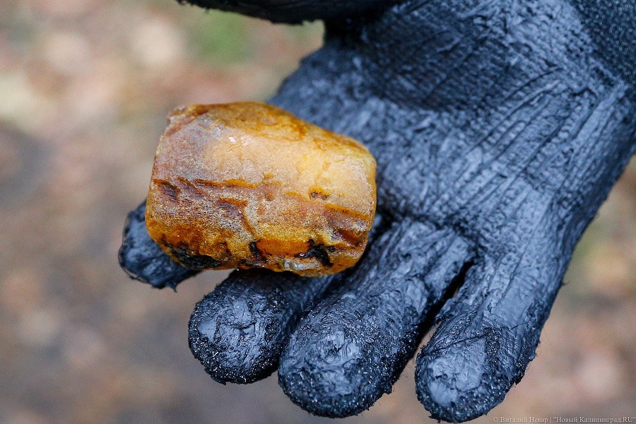 Поляки нашли 1,4 тонны янтаря на месте строительства канала через Балтийскую косу