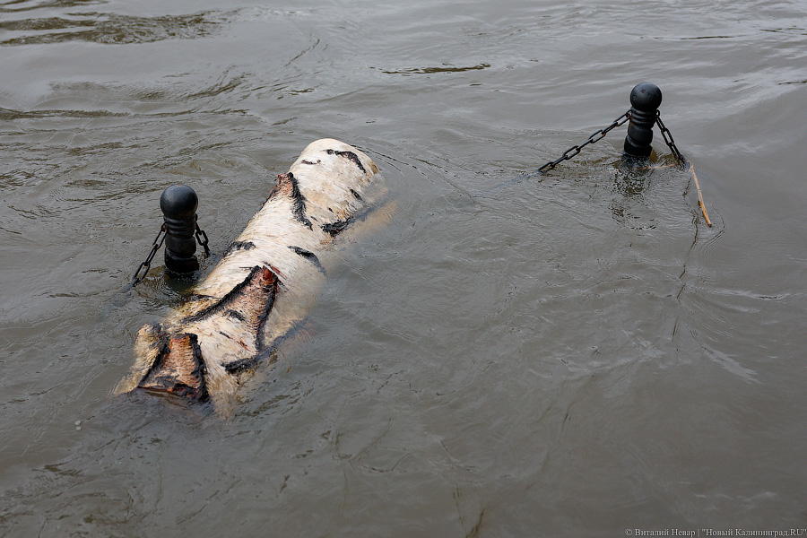Уходим под воду: как выглядел тонущий Калининград (фото)
