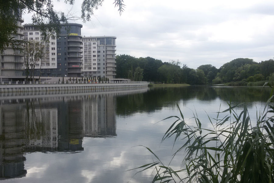 Мертвый пруд: в Южном парке Калининграда гибнут рыба и птицы