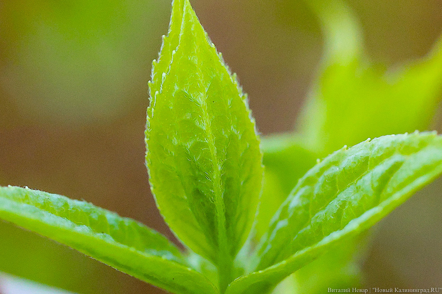 Тот, кто любит цветы: в Калининграде цветёт Ботанический сад (фото)
