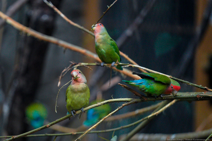 Вот компания какая: Калининградский зоопарк открыл все павильоны для посетителей