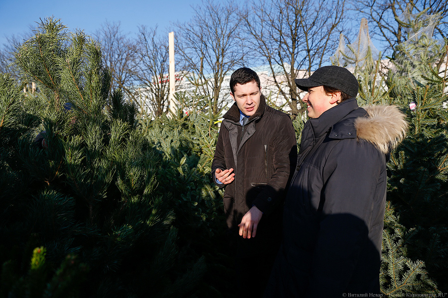 Губернаторский распил: как Алиханов ёлку выбирал