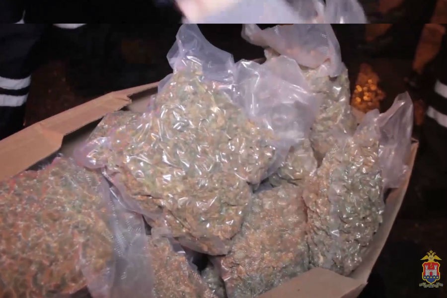 В Калининграде задержан водитель авто с 25 кг марихуаны (видео)