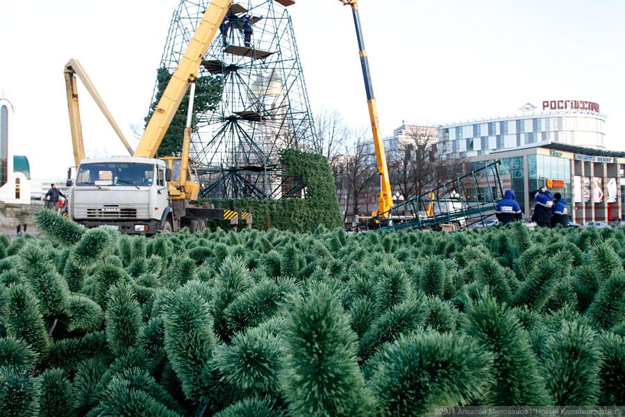 "Много на ёлочке шариков цветных": фоторепортаж "Нового Калининграда.Ru"