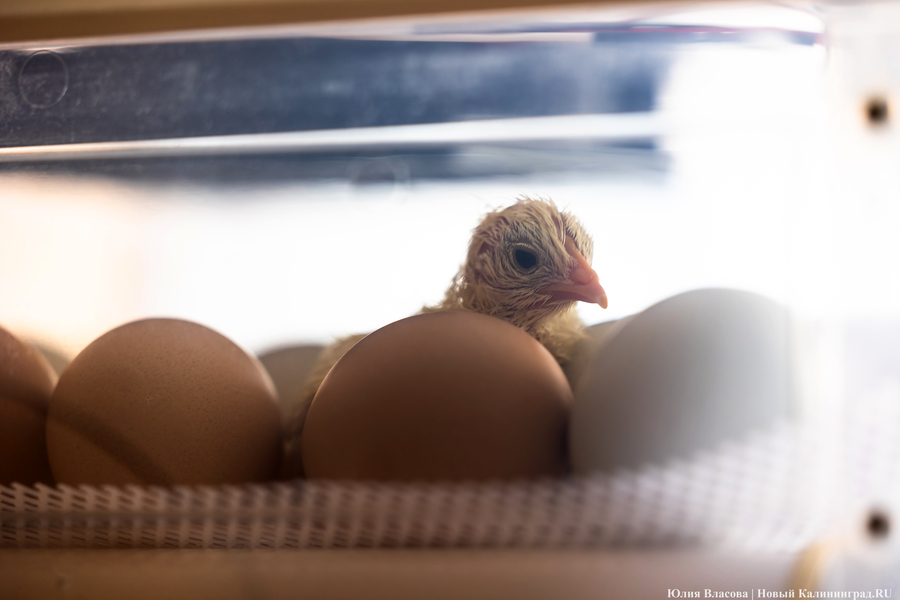 В Калининградскую область ввезли 1,5 млн инкубационных яиц 