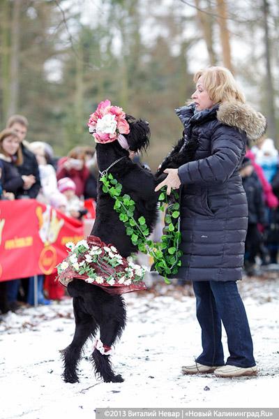 «Праздник для собак»: фоторепортаж из Ботанического сада