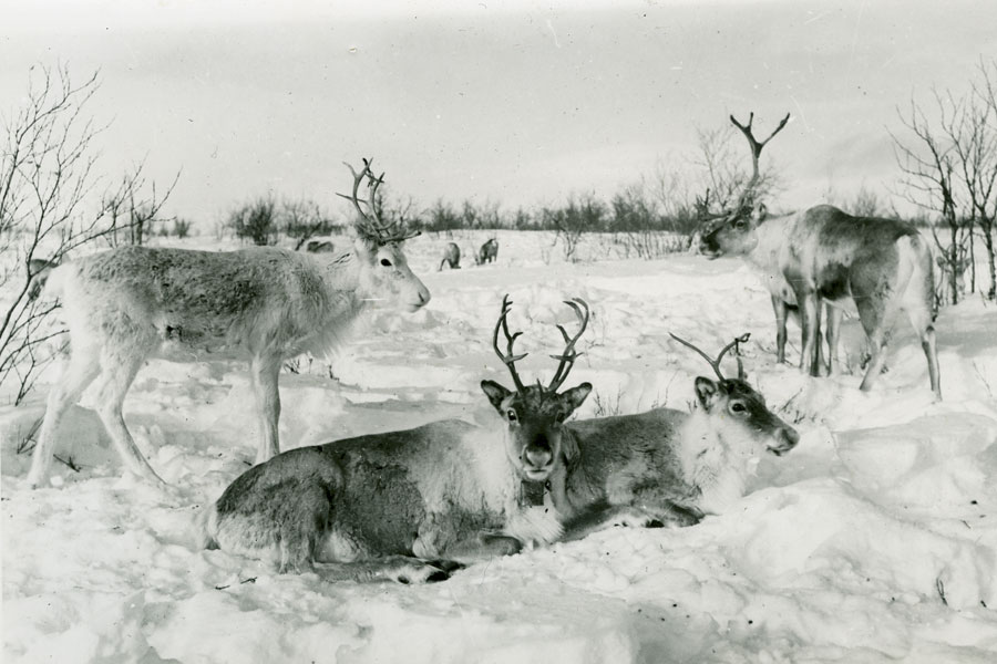 Смертельные споры: может ли сибирская язва добраться до Калининграда