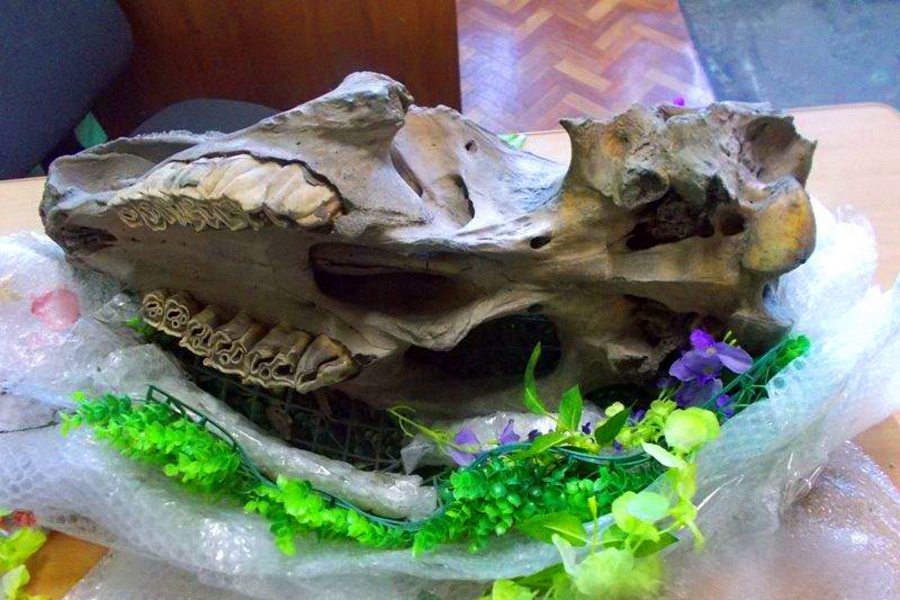 Череп носорога, античные шлемы и оружие: калининградская таможня рассказала о самой необычной контрабанде