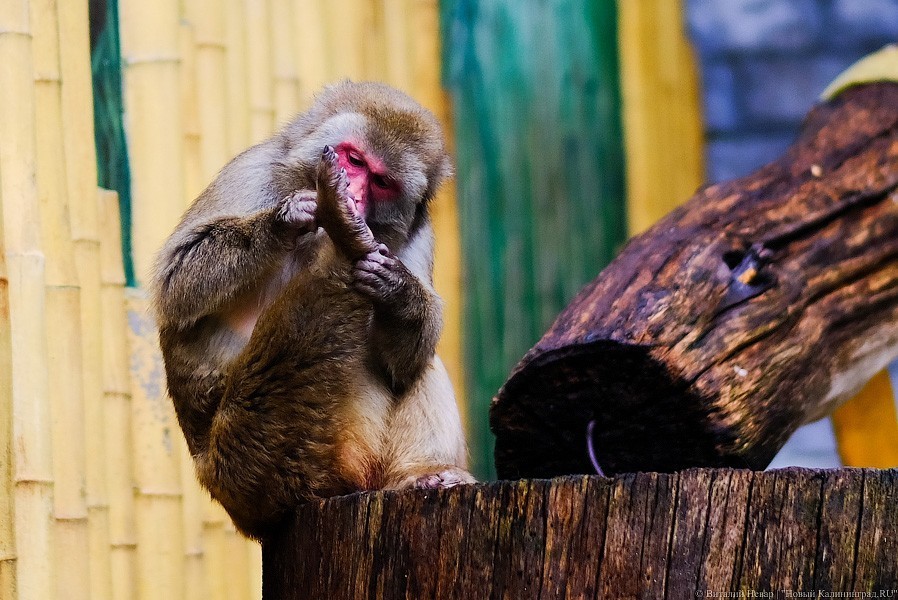 Тыква на обед, а не за билет! Показательное кормление животных в зоопарке (фото)