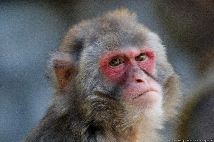 Дистанция в одного кенгуру: первый день работы Калининградского зоопарка (фото)