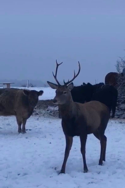 На хутор под Зеленоградском пришли благородные олени (фото)