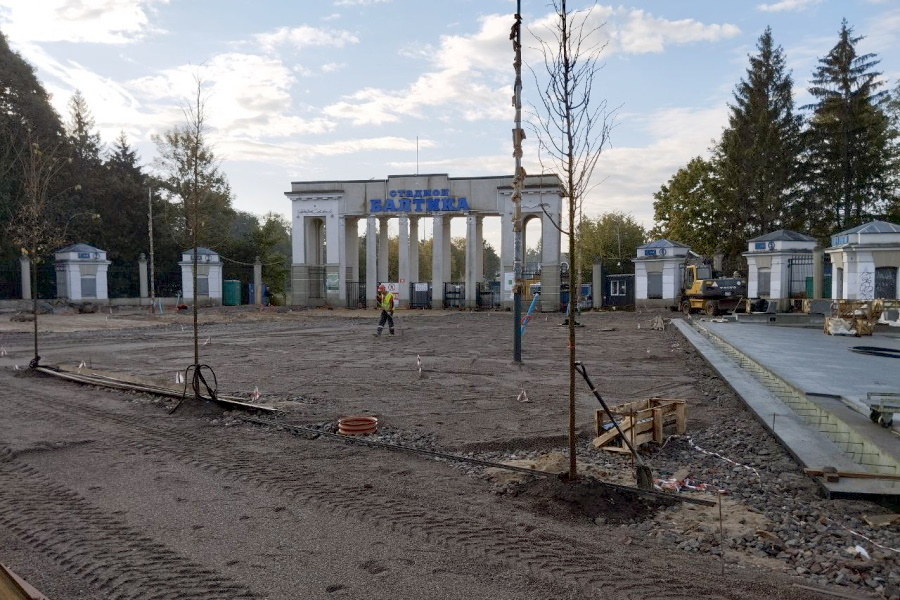 В Калининграде у входа на стадион «Балтика» высадили липовую аллею взамен вырубленных тополей (фото)