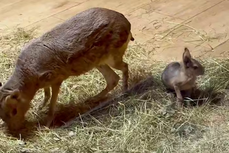Скриншот видео калининградского зоопарка