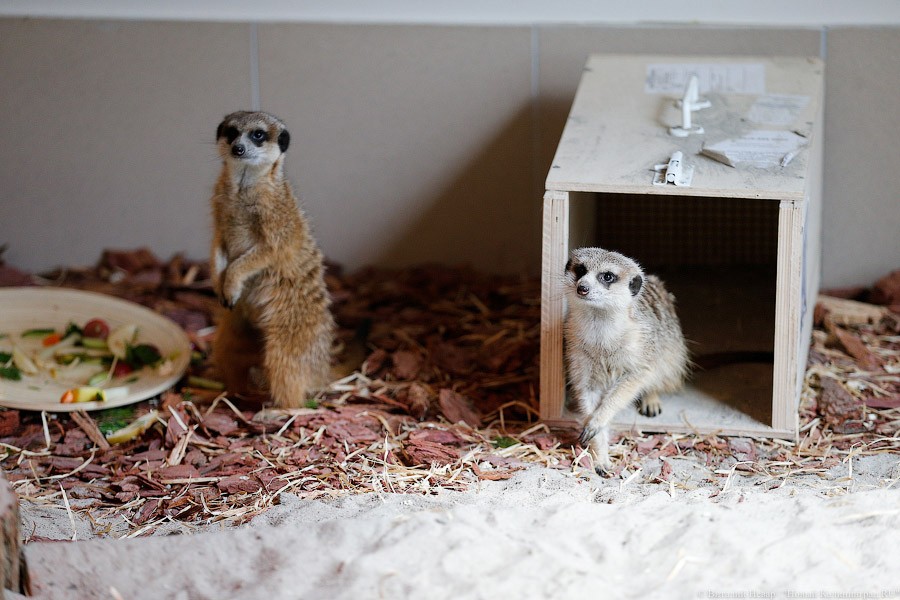 Просто милашки: в Калининградском зоопарке обживаются две самки сурикатов