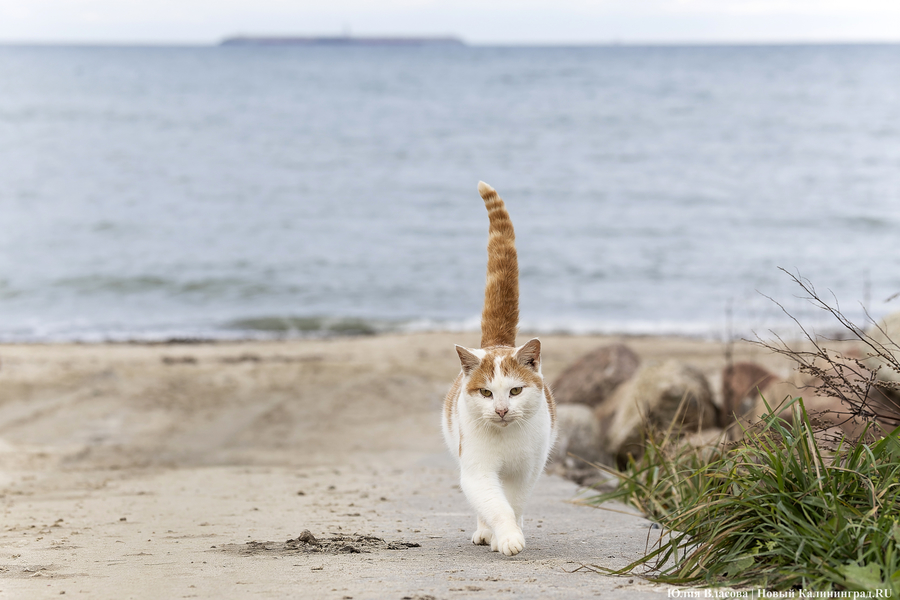Погода в Калининградской области 28 июня 