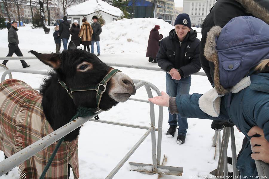 "Рождественские гулянья": фоторепортаж "Нового Калининграда.Ru"