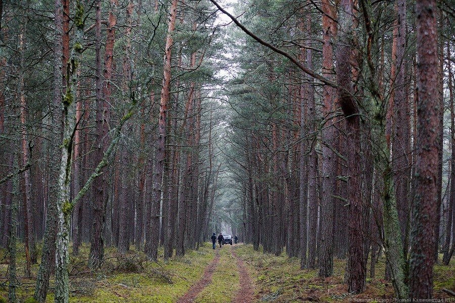 Пенсионерка, которую в лесу искали всю ночь спасатели и волонтеры, спала дома