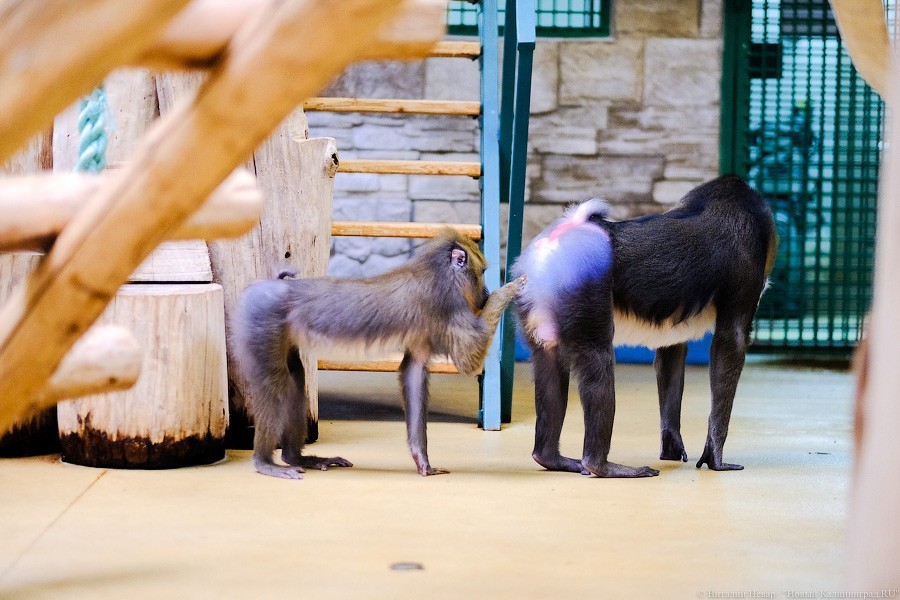 Тыква на обед, а не за билет! Показательное кормление животных в зоопарке (фото)