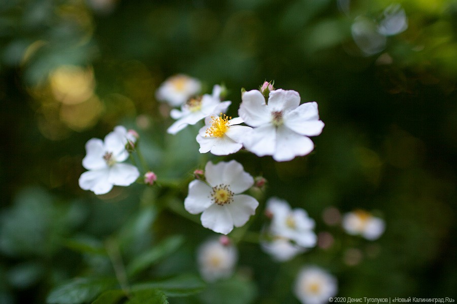 Розовое цветение: Ботанический сад открылся для посетителей (фото)