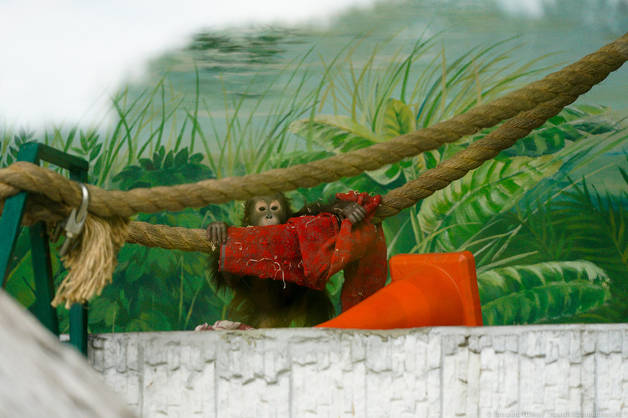 Вот компания какая: Калининградский зоопарк открыл все павильоны для посетителей