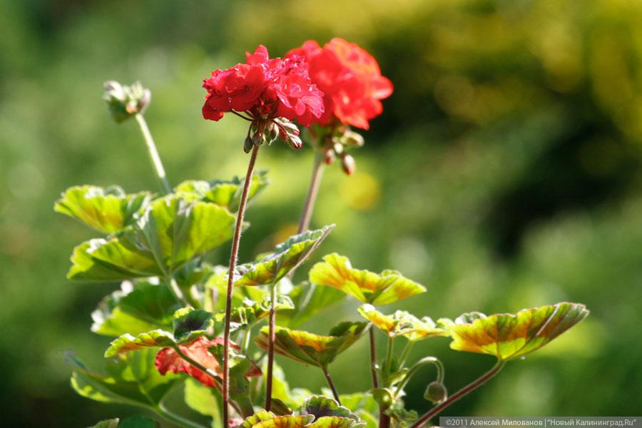 "Самая зеленая зона": фоторепортаж "Нового Калининграда.Ru"